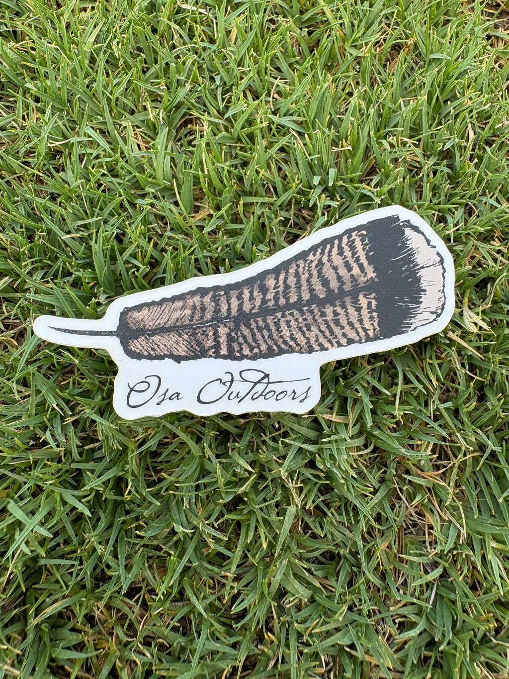 Turkey Feather